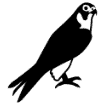 Önkifejezés